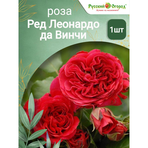 Роза Ред Леонардо да Винчи - купить с доставкой по выгодным ценам в ...