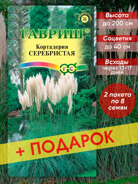 Кортадерия, Сухоцветы Гавриш Кортадерия - купить по выгодным ценам в ...