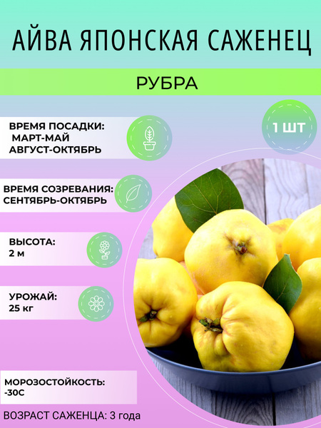 Айва айва - купить по выгодным ценам в интернет-магазине OZON (1529375233)