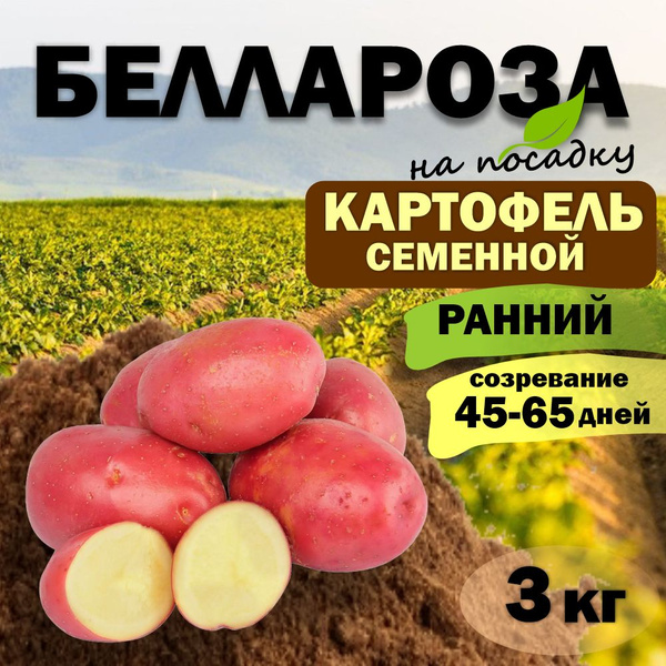Картофель семенной ранний Беллароза (клубни на посадку Элита) 3 кг ...