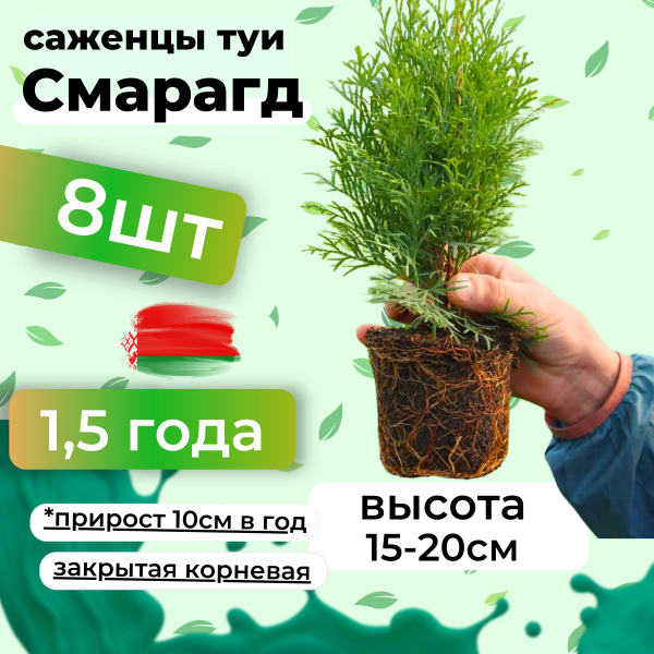Саженцы туи Смарагд морозостойкие колоновидные 15-20см 8шт купить на ...