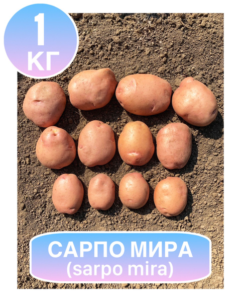 Картофель Картофель_1_Сарпо Мира 1кг - купить по выгодным ценам в ...
