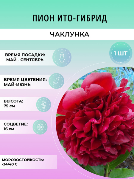 Пионы пионито_Чаклунка - купить по выгодным ценам в интернет-магазине ...