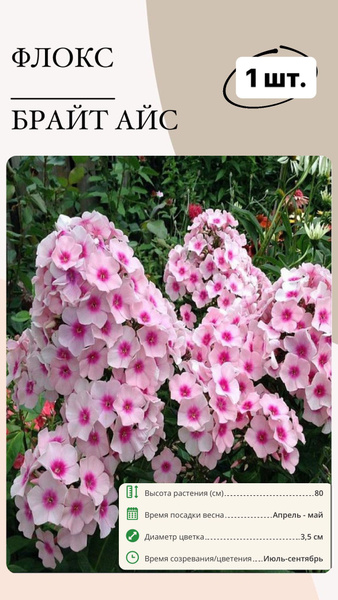 Флоксы Флокс1штук_Брайт Айс - купить по выгодным ценам в интернет ...