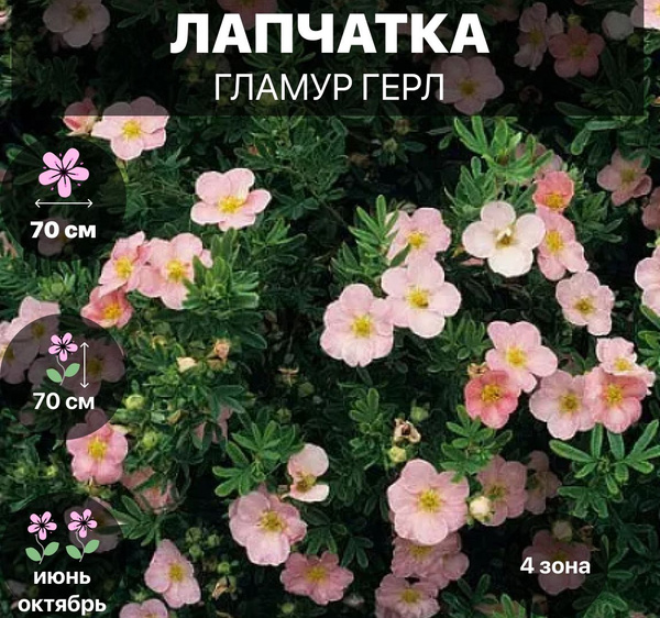 Лапчатка кустарниковая Гламур Герл - купить с доставкой по выгодным ...