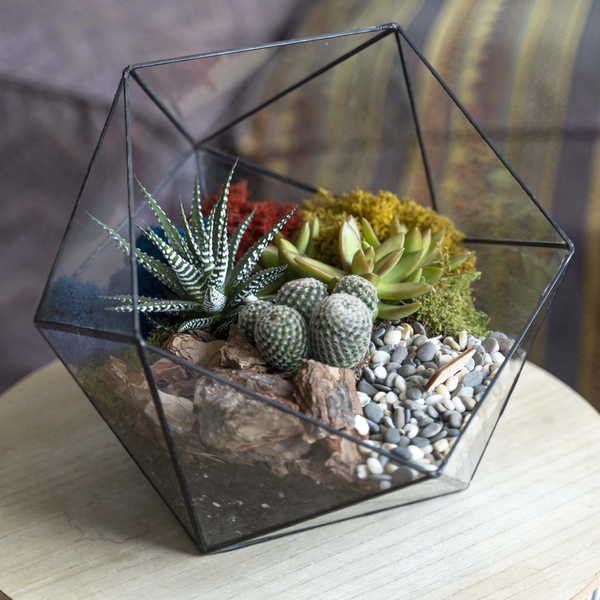 Суккулент, Кактус GEO GLASS зеленый, прозрачный, 25 дм, 1 шт - купить ...