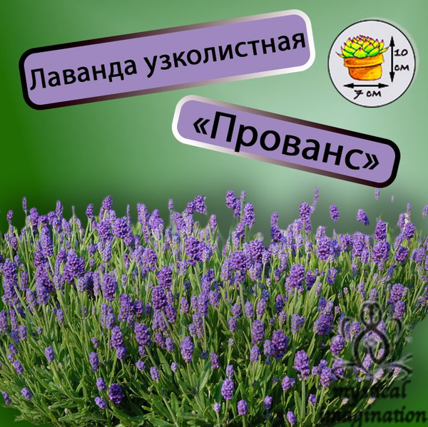 Лаванда узколистная Прованс саженец - купить с доставкой по выгодным ...