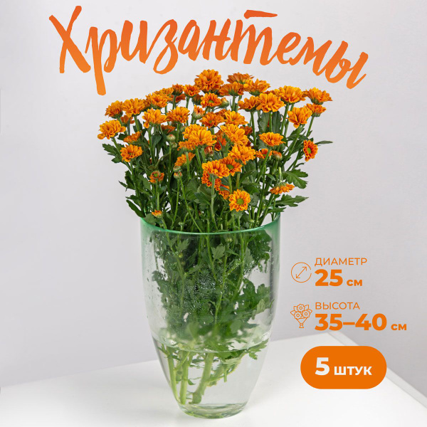 Цветы живые букет из 5 оранжевой кустовой хризантемы в прозрачной ...