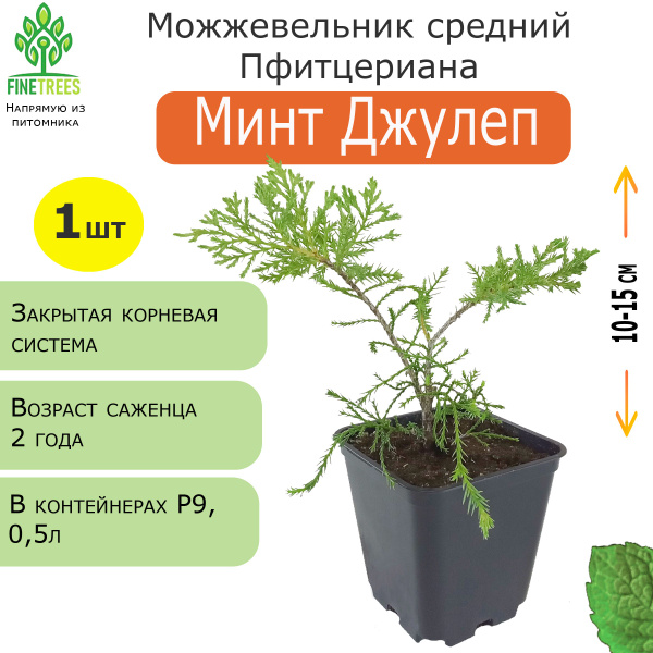 Можжевельник средний Минт Джулеп. 1 шт, ЗКС, Р9 (0,5 л). купить на OZON ...