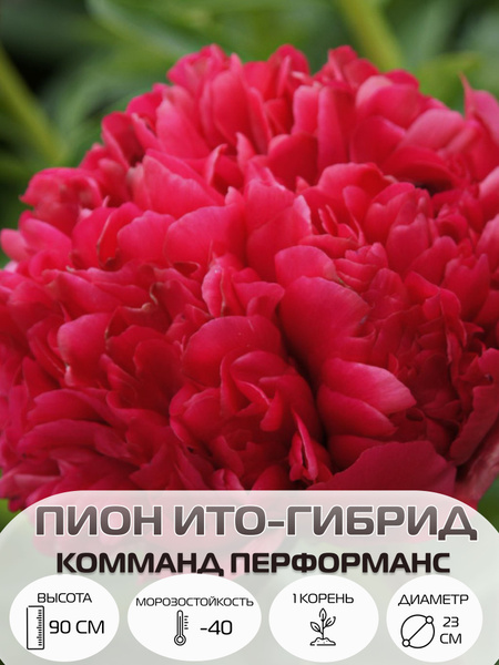 Корень пиона ито-гибрид Комманд Перформанс, многолетние цветы, саженец ...