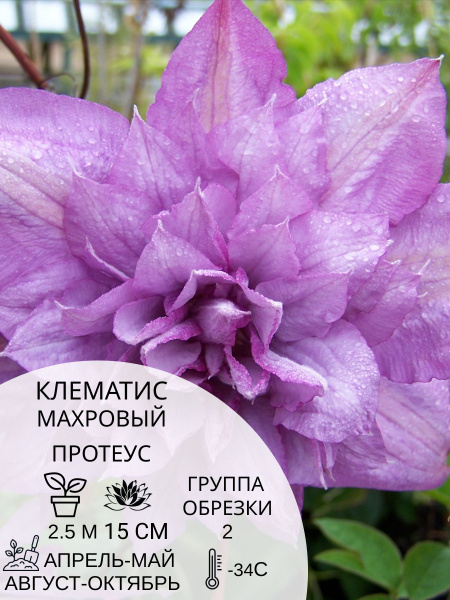 Клематис клематис - купить по выгодным ценам в интернет-магазине OZON ...
