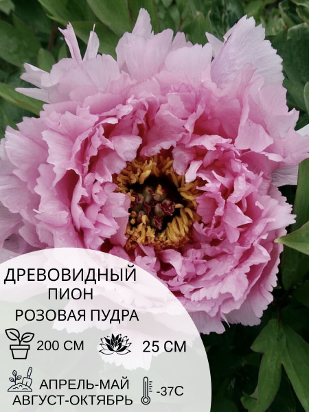 Корень пиона древовидный Розовая Пудра, саженец многолетних цветов ...