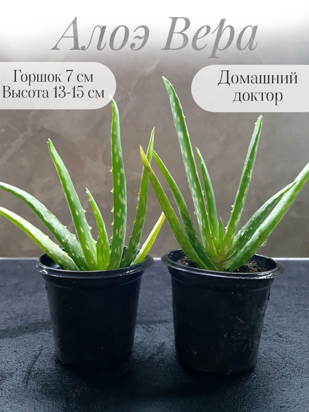 Алоэ Вера (aloe vera), горшок 7 см, высота 13-15 см купить на OZON по ...