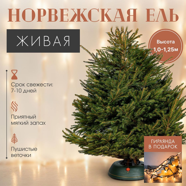 Живая елка Норвежская ELKI HOME срезанная 1 - 1.25 м купить на OZON по ...