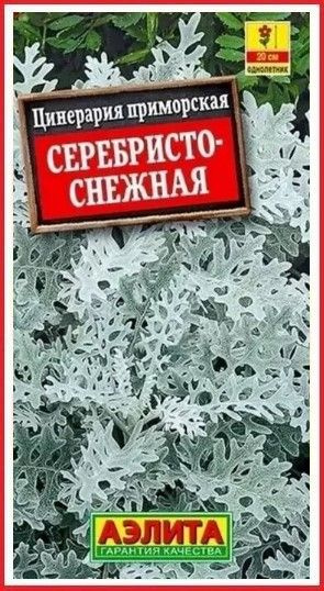 Цинерарии Аэлита Цинерария приморская "Летний Иней" - купить по ...