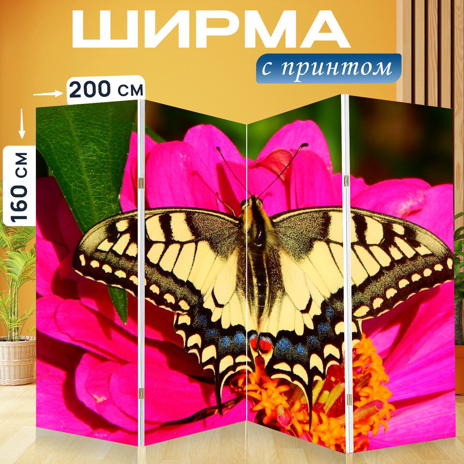 Ласточкин хвост бабочка