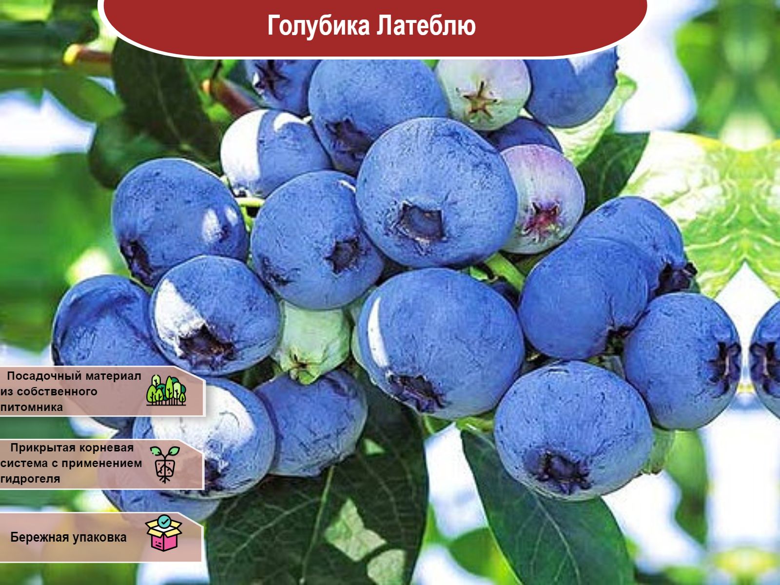 Голубика высокорослая блюкроп. Голубика садовая двухлетние саженцы. Голубика высокорослая earliblue (эрлиблю). Голубика сорт река. Голубика высокорослая река.
