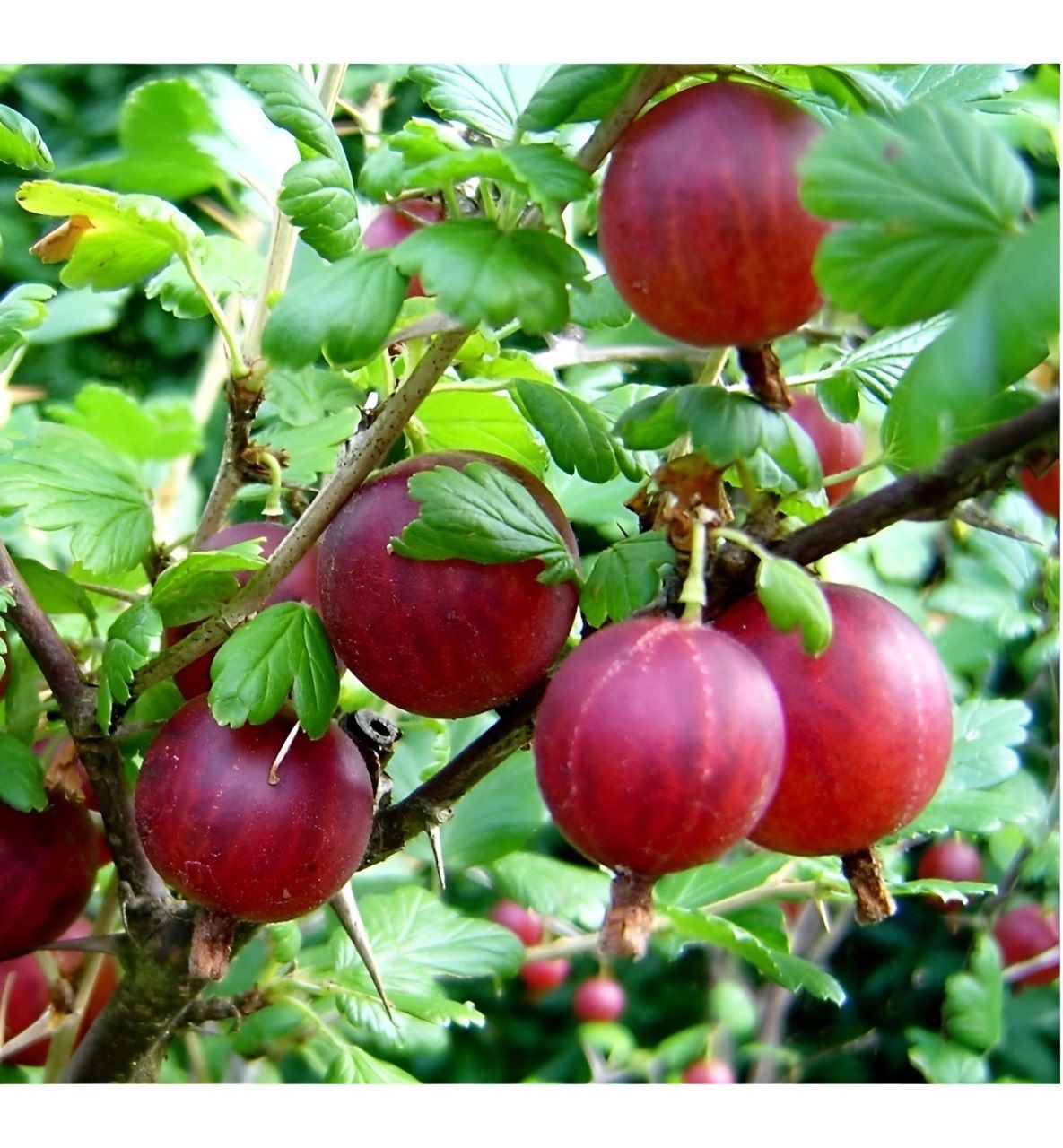 Кринжовник