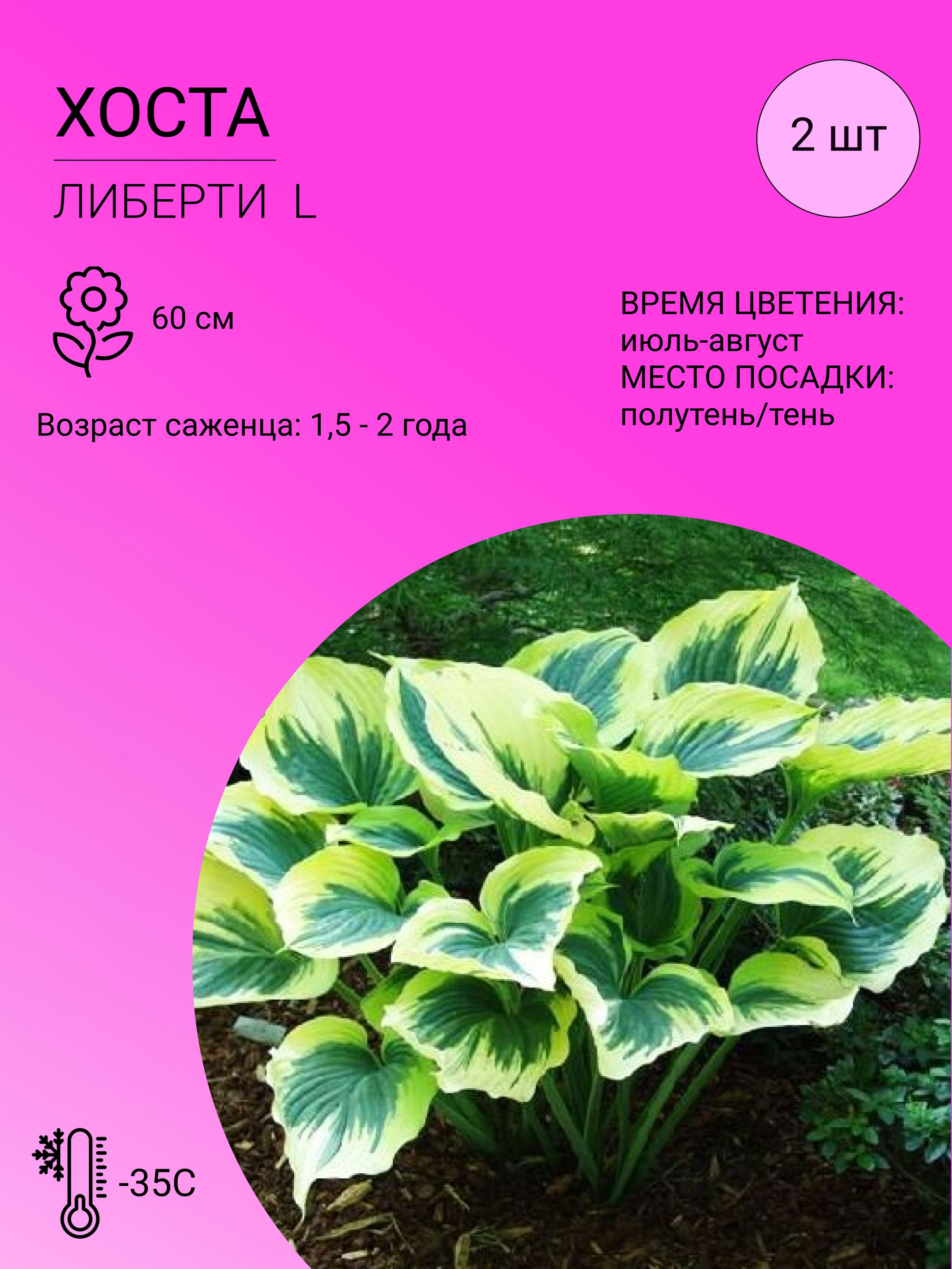 Саженцы Хост Купить В Леруа Мерлен Калуга