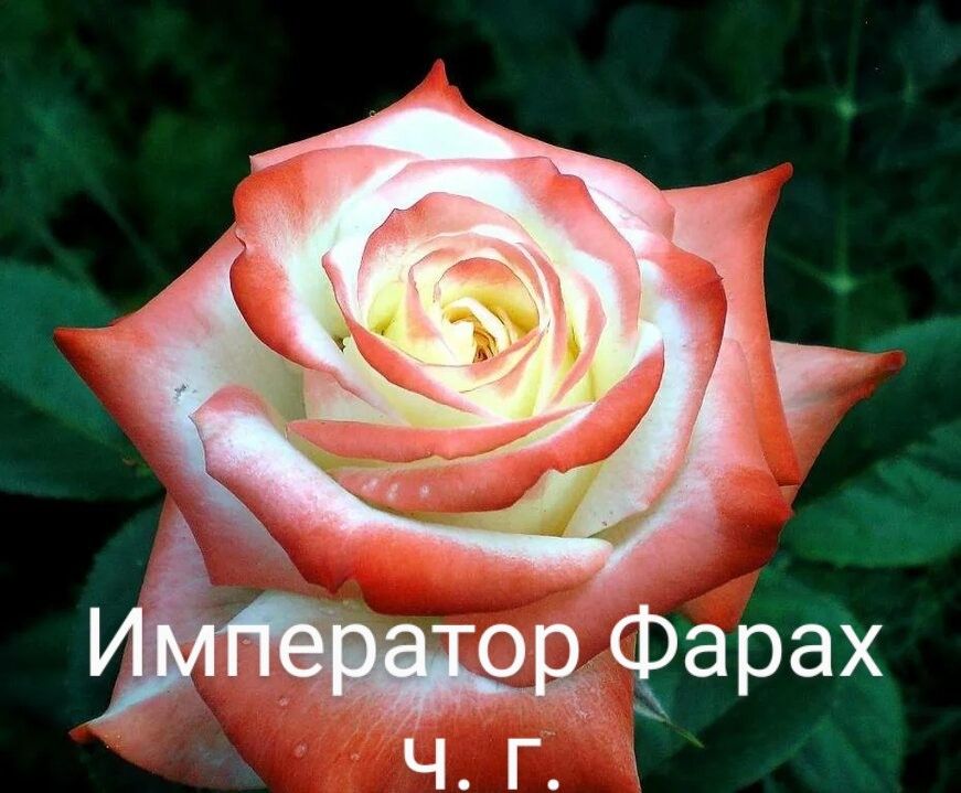Роза фарах фото и описание