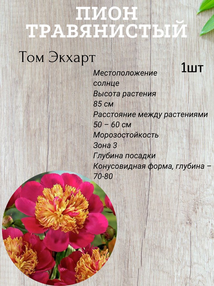 Корневища Пионов Купить В Интернет Магазине