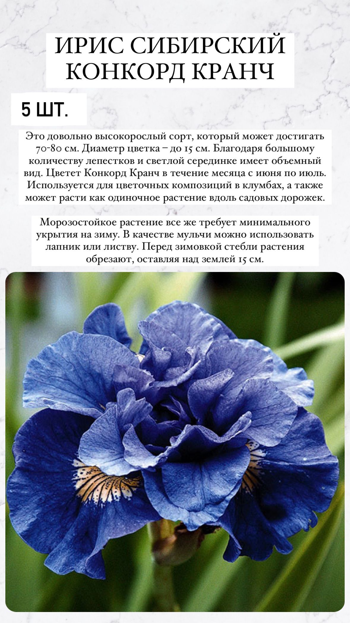 Луковицы ирисов купить на OZON по низкой цене