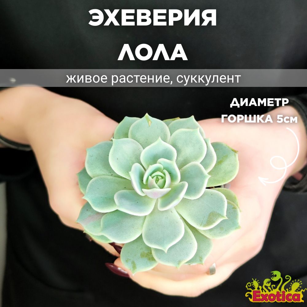 Эхеверия Лола (Echeveria Lola) D5см