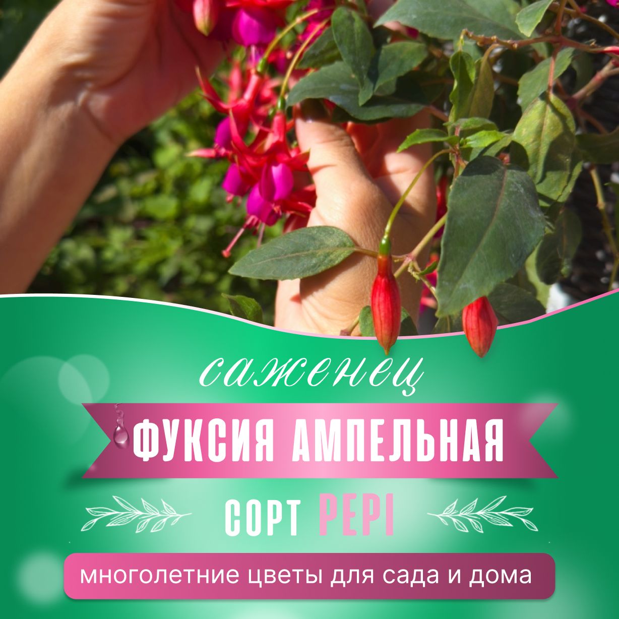 Фуксия...