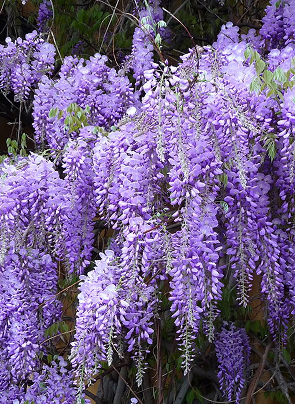 Садовые цветы на букву г