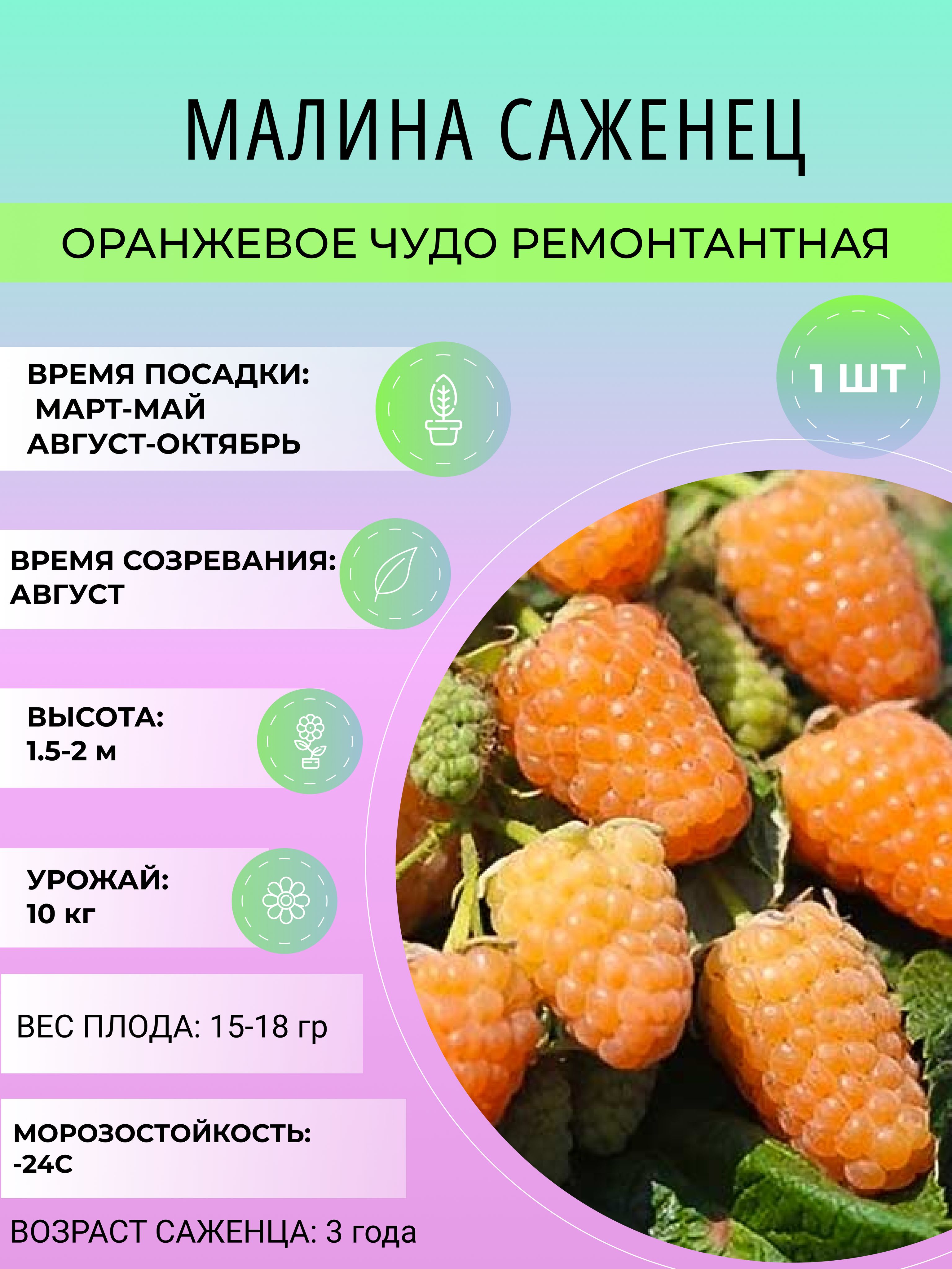 Малина Оранжевое Чудо Фото