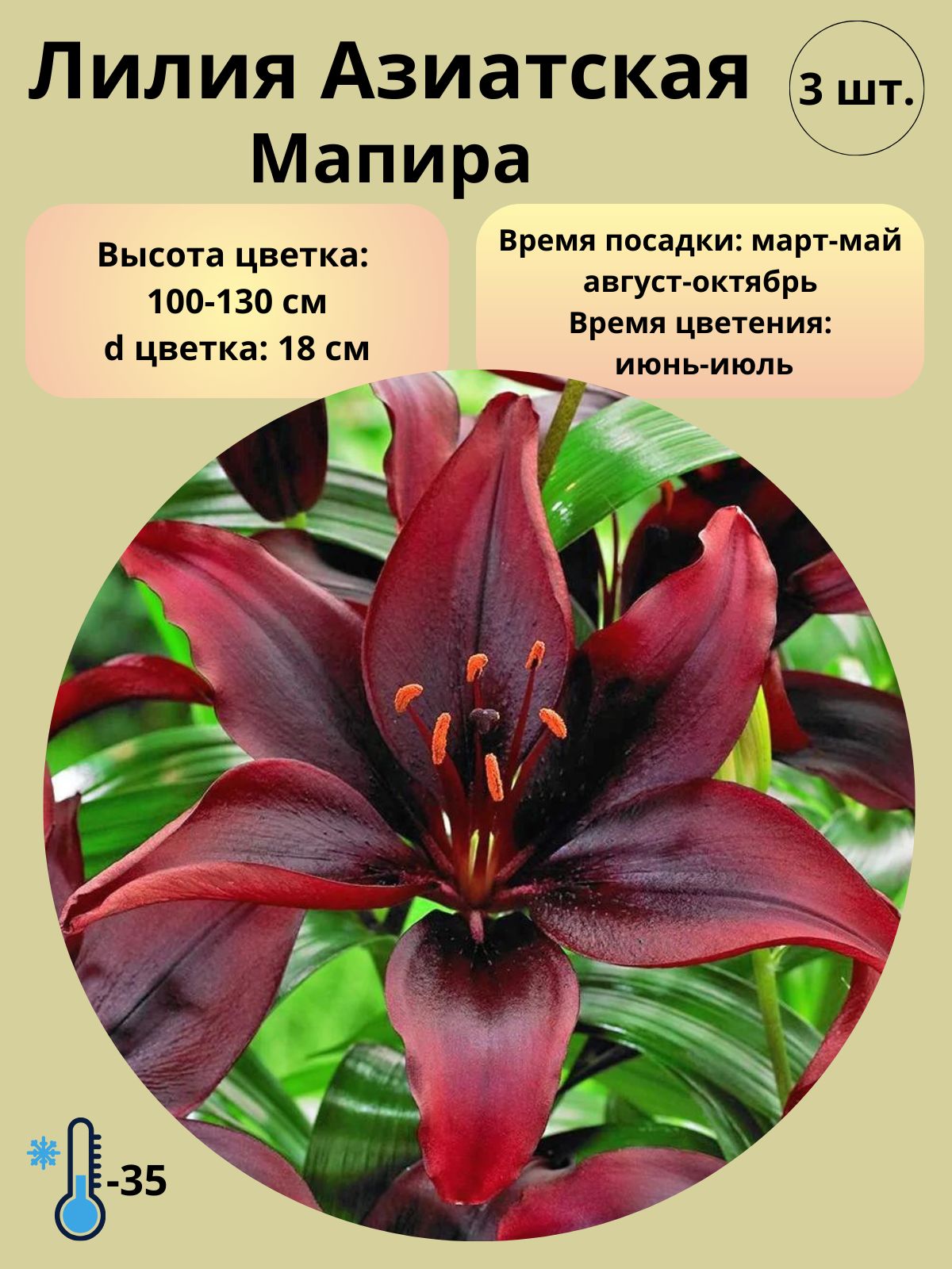 Купить Азиатские Лилии В Интернет Магазине