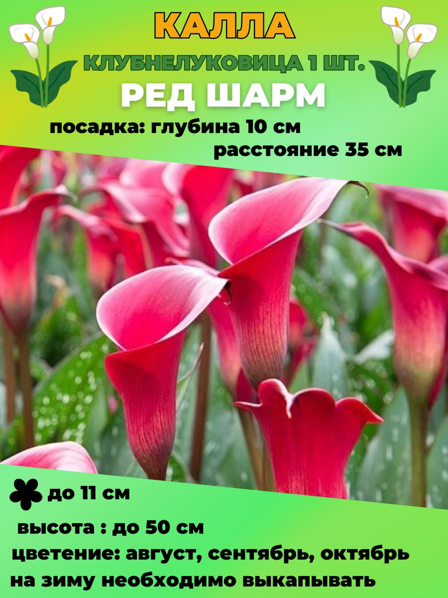 Купить Луковицы Каллы В Интернет Магазине Недорого
