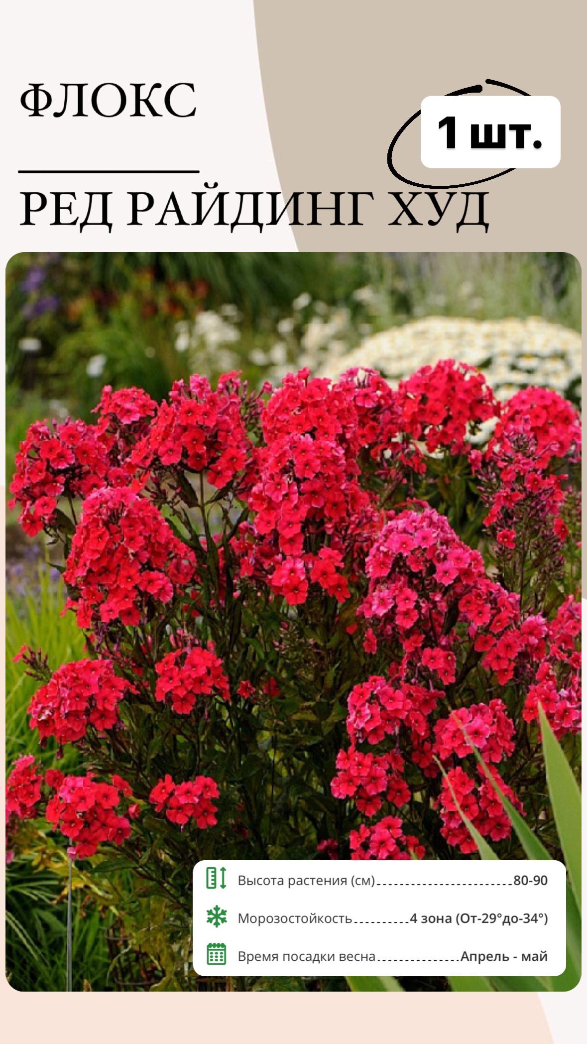 Флоксы характеристика