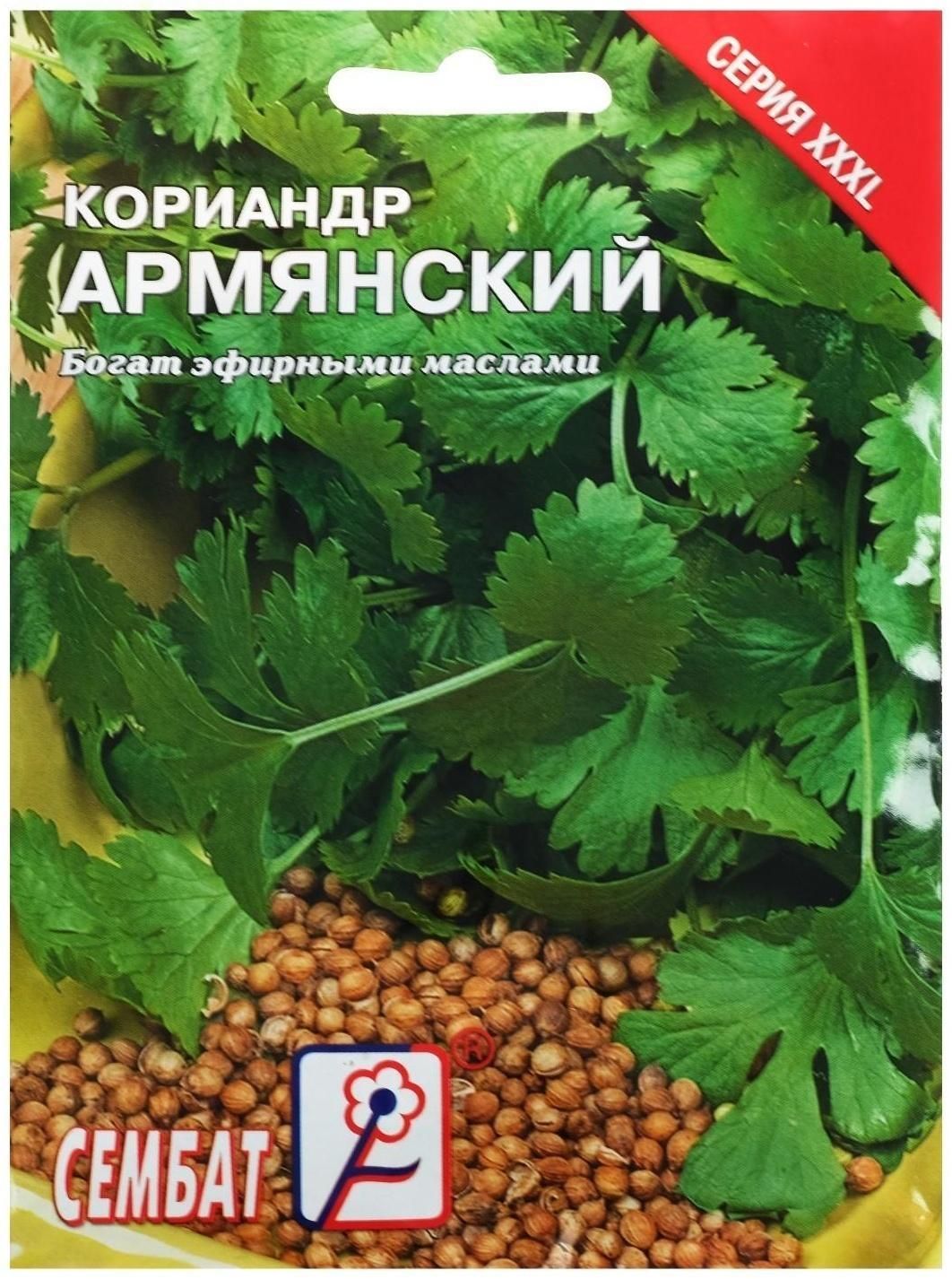 Семена Кинзы Купить