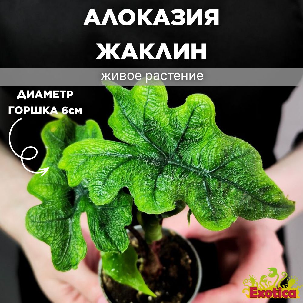 Алоказия Жаклин (Alocasia Jacklynn) D6см