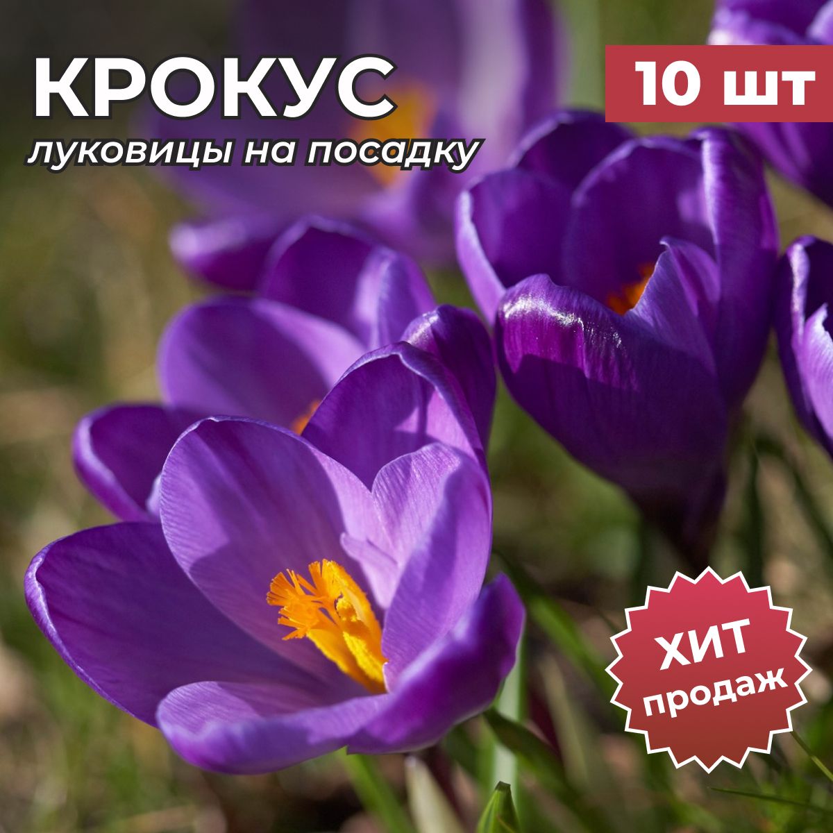 Крокус золотистый