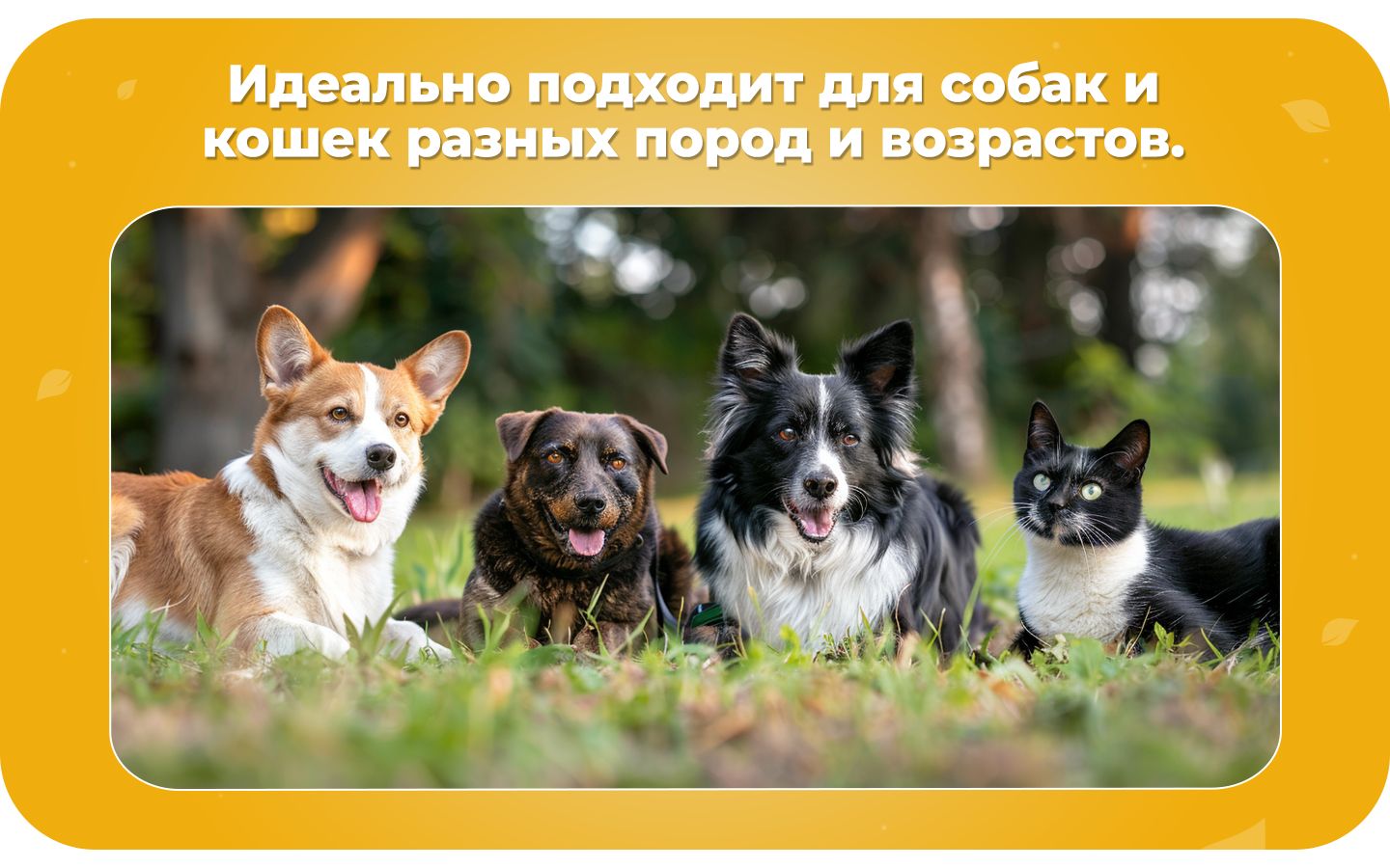 Мыло для лап для собак, гель для мытья лап собак с хлоргексидином, гип(图4)