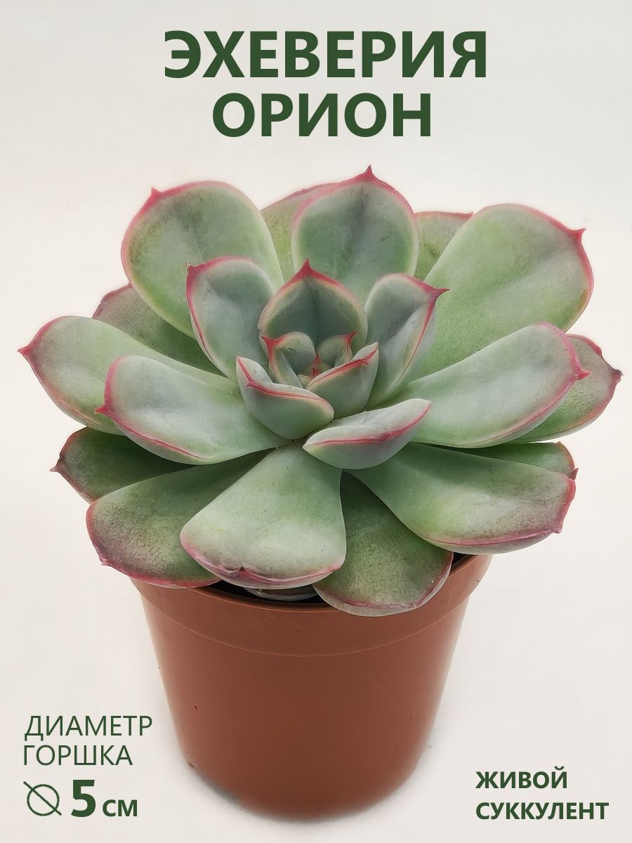 Эхеверия Орион (Echeveria Orion) D-5 см