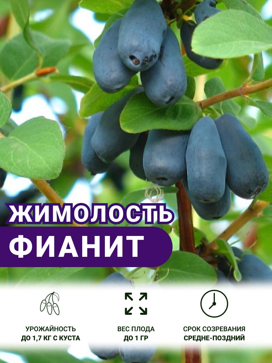 Жимолость саженец морозостойкая Фианит купить на OZON по низкой цене (1714247446)