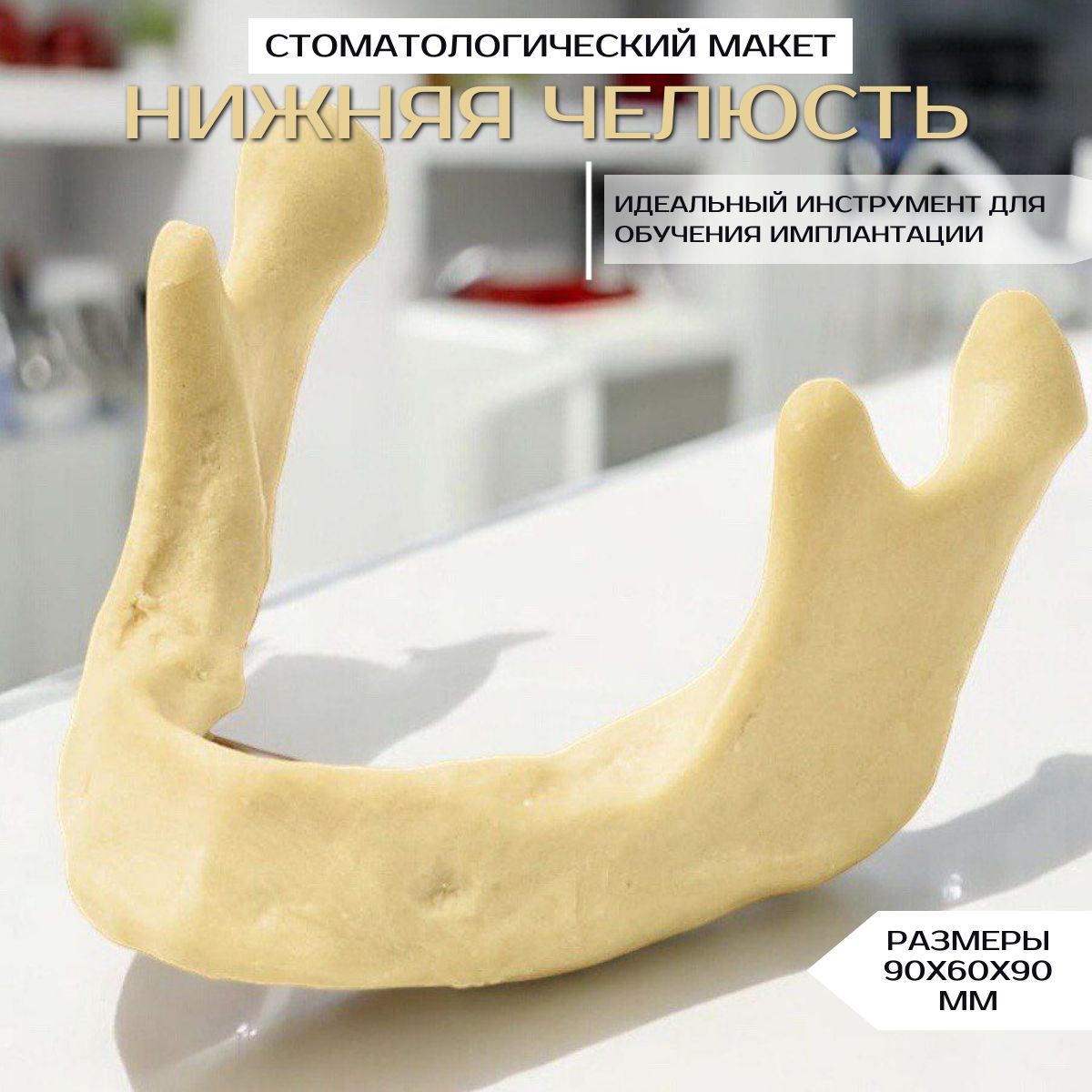 Челюсть нижняя стоматологический макет