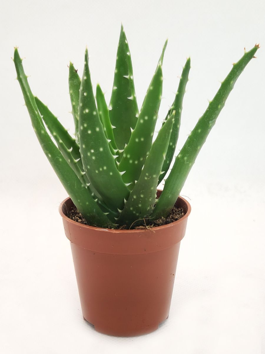 Алоэ Митриформис (Aloe Mitriformis) Суккулент, D-5