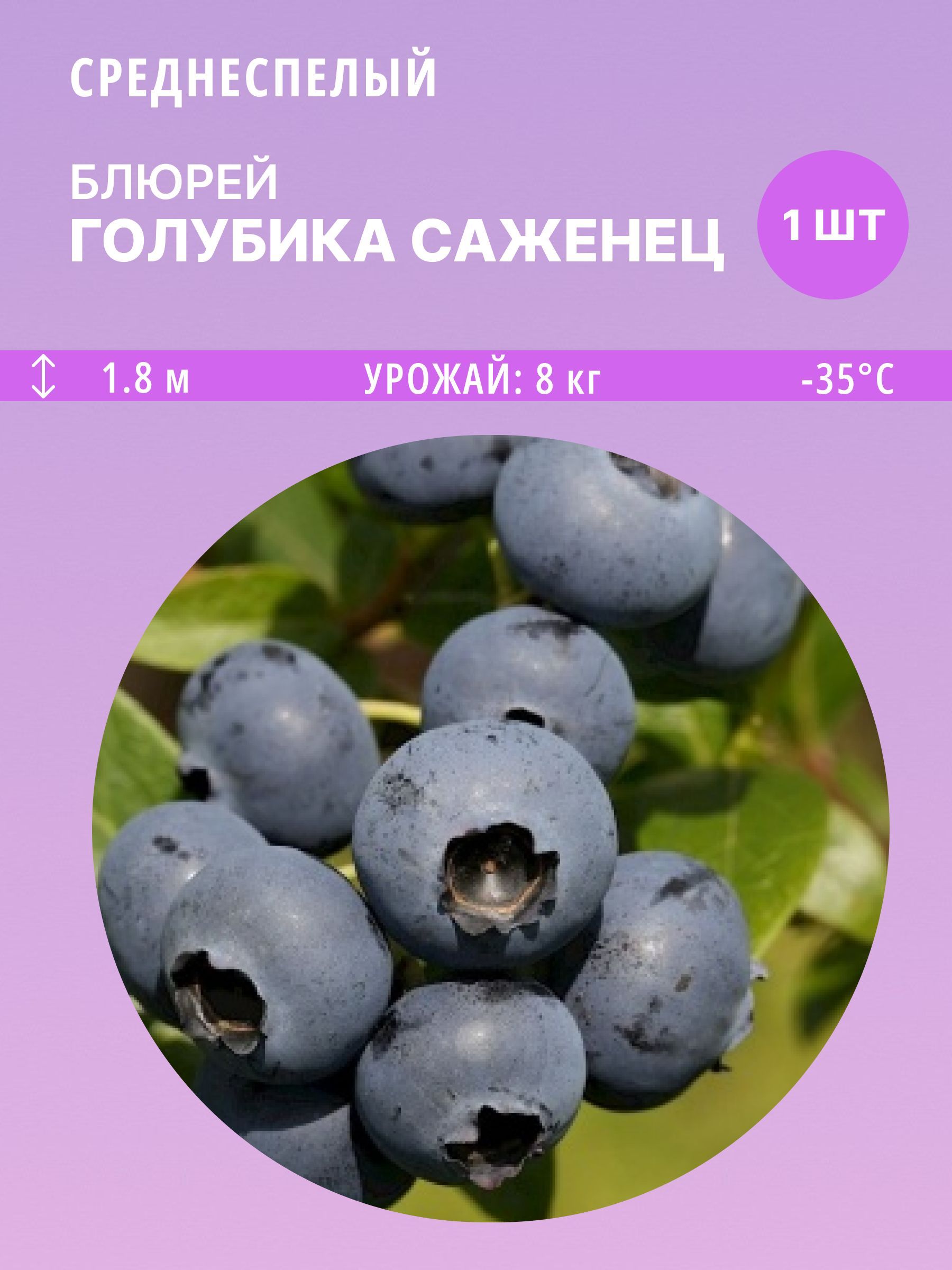 Голубика блюрей отзывы Голубика блюрей отзывы