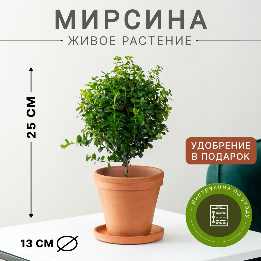 Мирсина африканская, высота 25 см