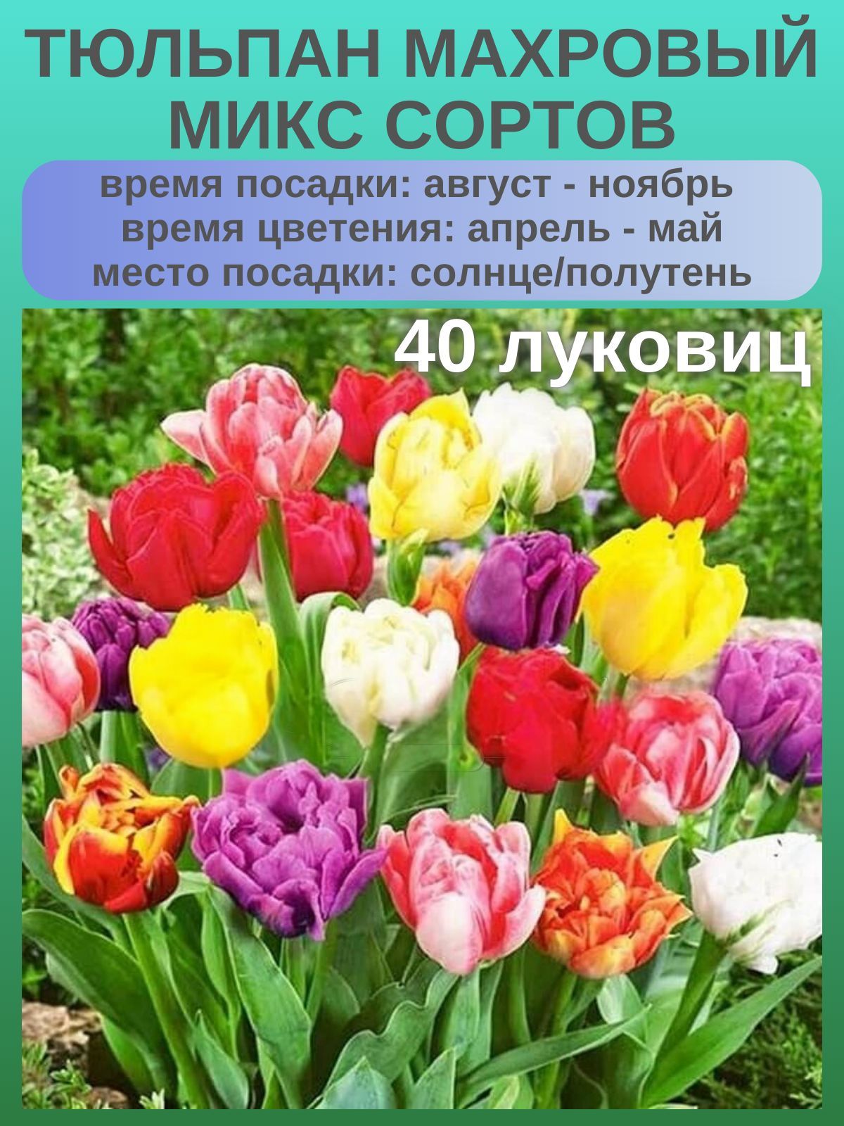 Тюльпаны Микс сортов, многолетние цветы, луковицы 40 штук