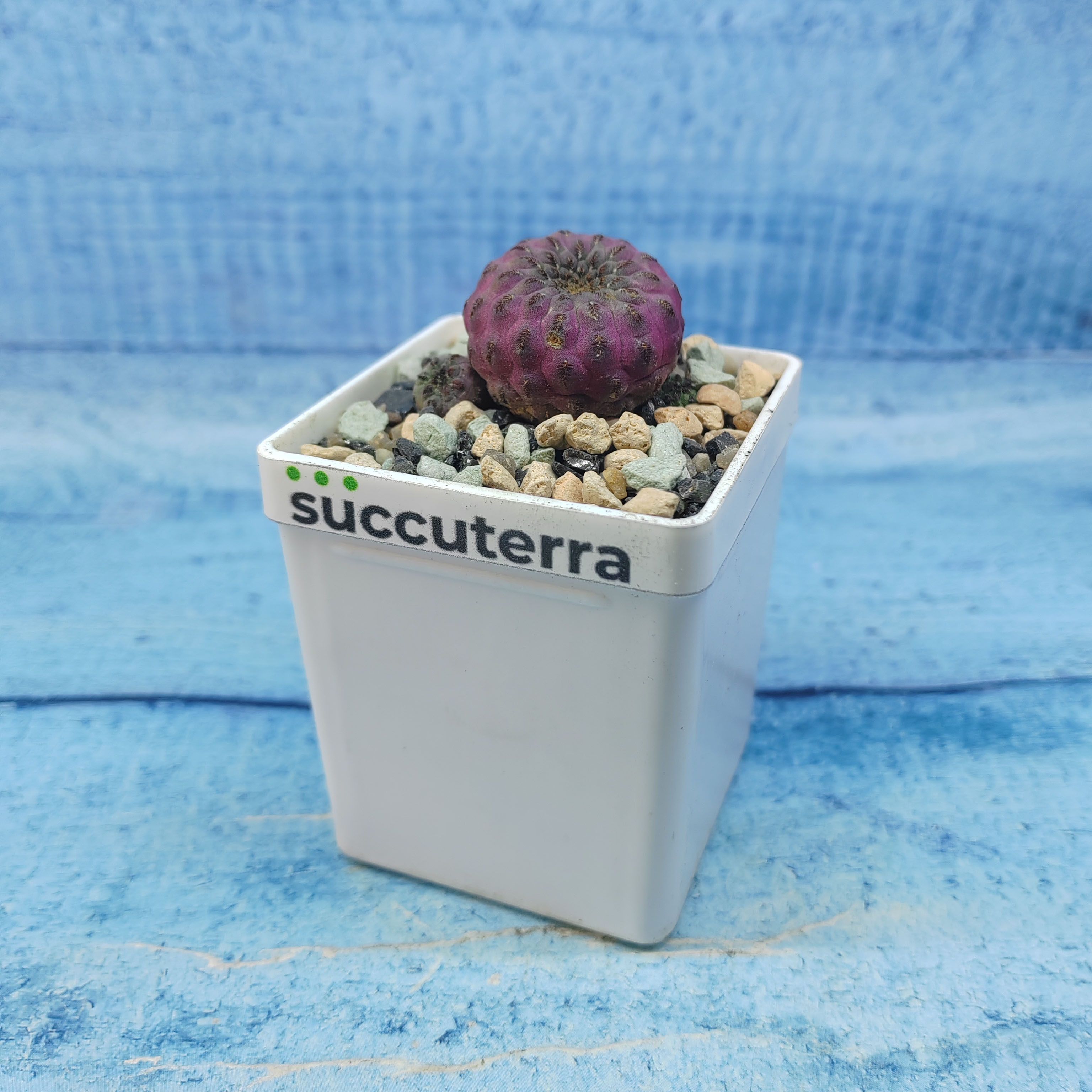 Кактус Sulcorebutia rauschii (Сулькоребуция). Диаметр горшка 5 см. Субстрат Succuterra Classic и фирменный горшочек в комплекте.