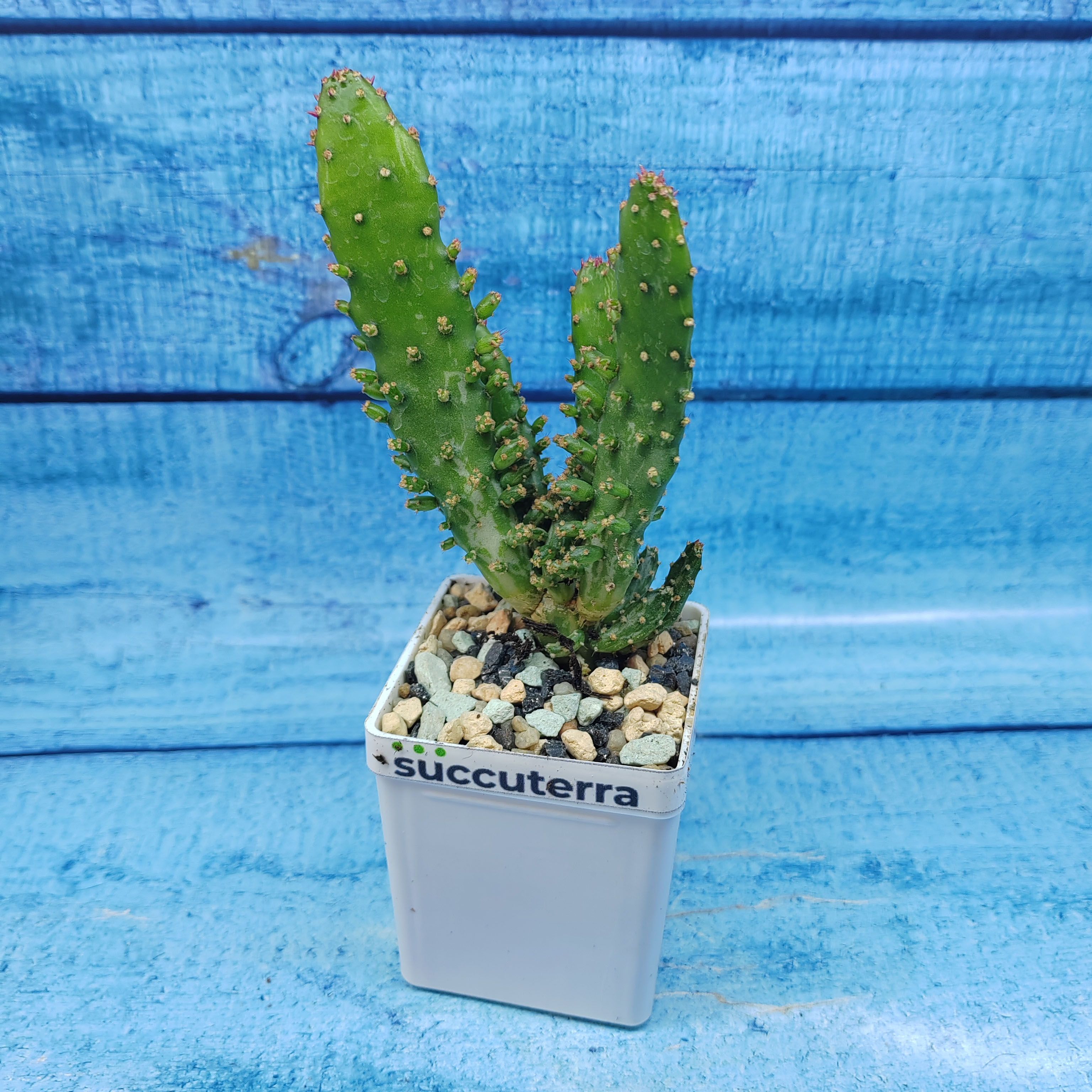 Кактус Opuntia Monacantha Variegata (Опунция). Диаметр горшка 5 см. Субстрат Succuterra Classic и фирменный горшочек в комплекте.