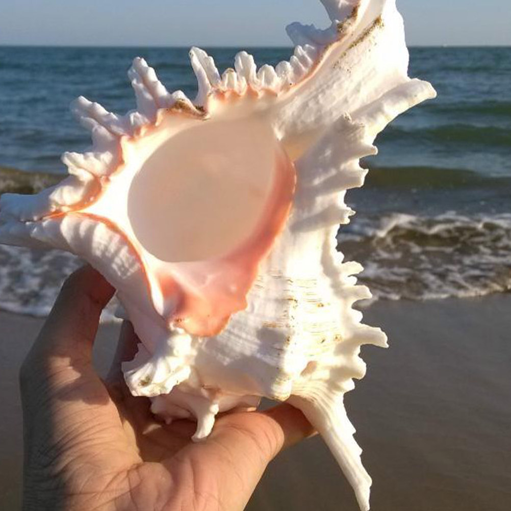 Декоративнаяраковинадляоформленияинтерьераиаквариума,формат228см