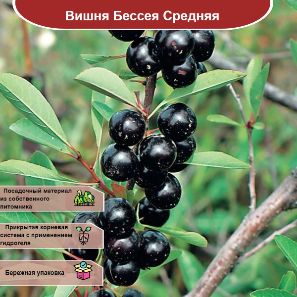 Купить Вишня песчаная "Бессея" в Арзамасе "Лэндмастер52". Товары и услуги для оз