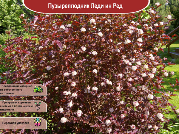 Пузырчатник кустарник фото Physocarpus op. Diabolo C1,5/C2 (20-30). Пузыреплодник