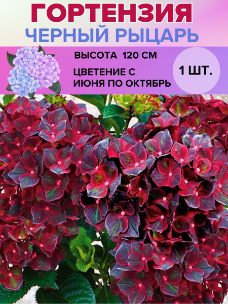 Гортензия крупнолистная, саженец 1 штука купить на OZON по низкой цене ...